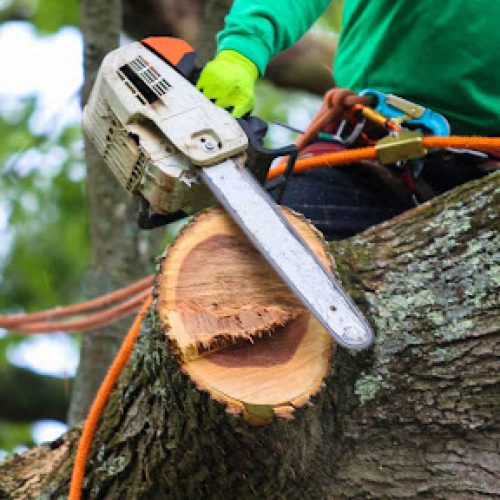 SERVICES Tree Service